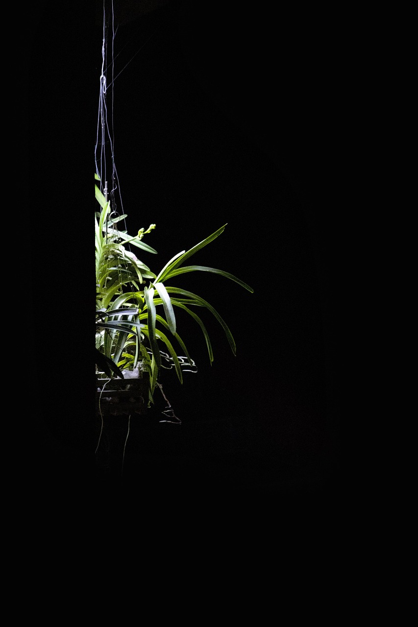 植物 夜晚 花 - Pixabay上的免费照片 - Pixabay