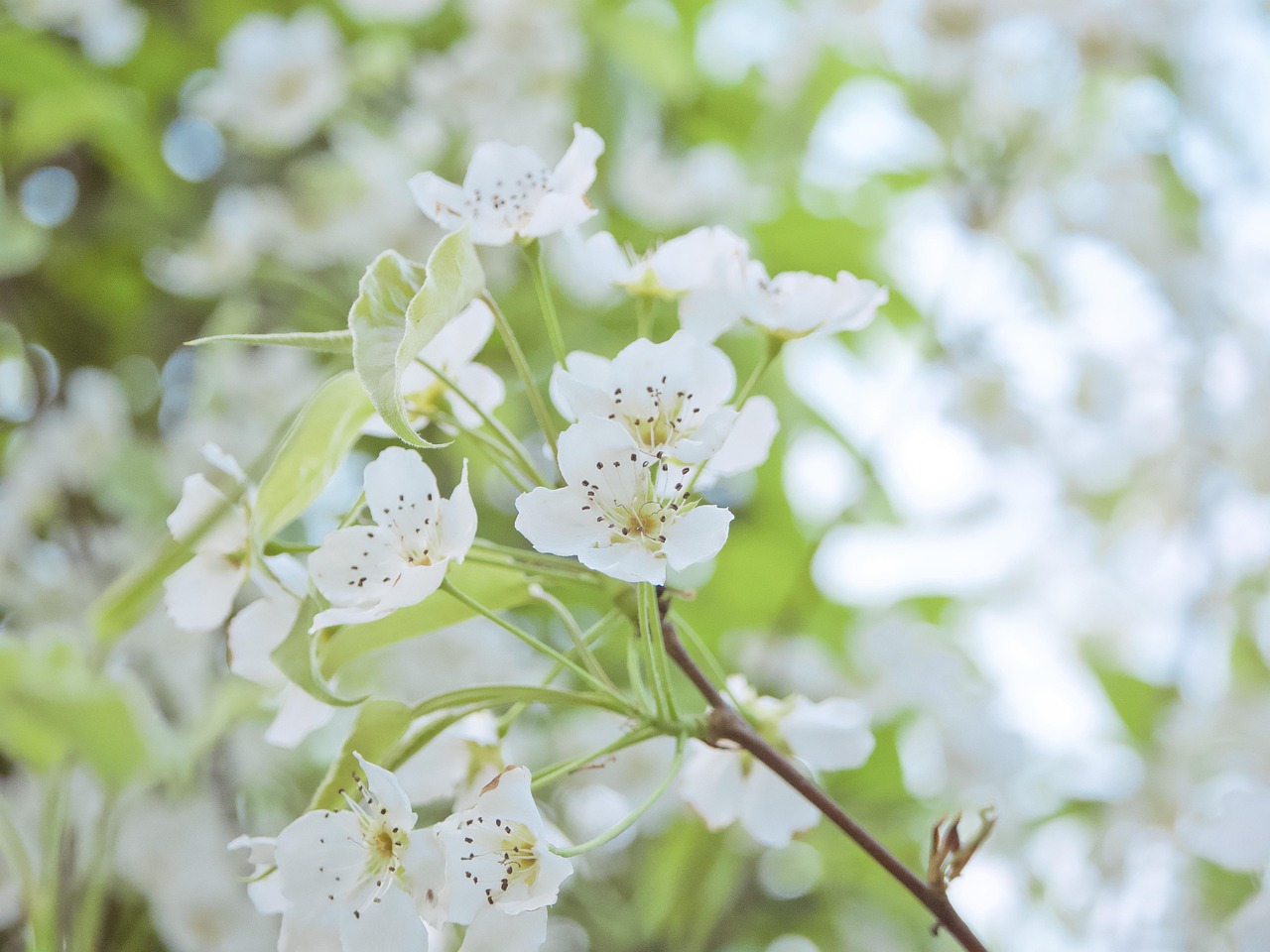 梨花 白色的花 春天 - Pixabay上的免费照片 - Pixabay