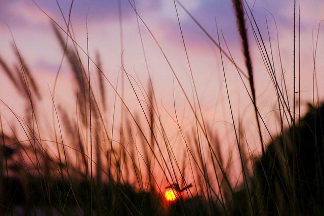 Free Nature Sun photo and picture