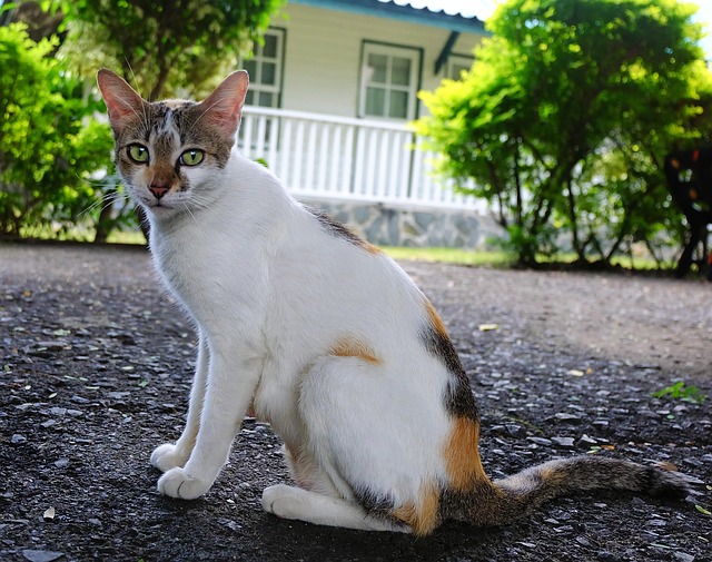 Free Cat Animal photo and picture