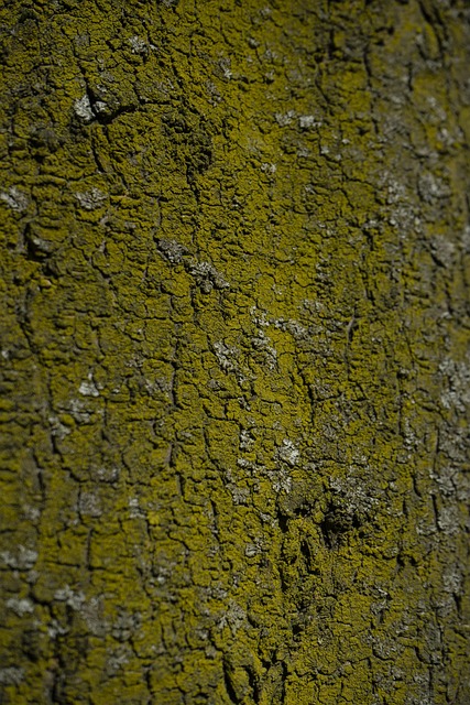 Free Wood Beautiful Wallpaper photo and picture