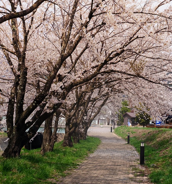 sukura, cherry boom, cherry, booming, blossom, japan, road, way, travel, leaf, nature, cherry blossoms