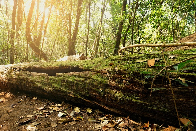 Free Moss Plant photo and picture