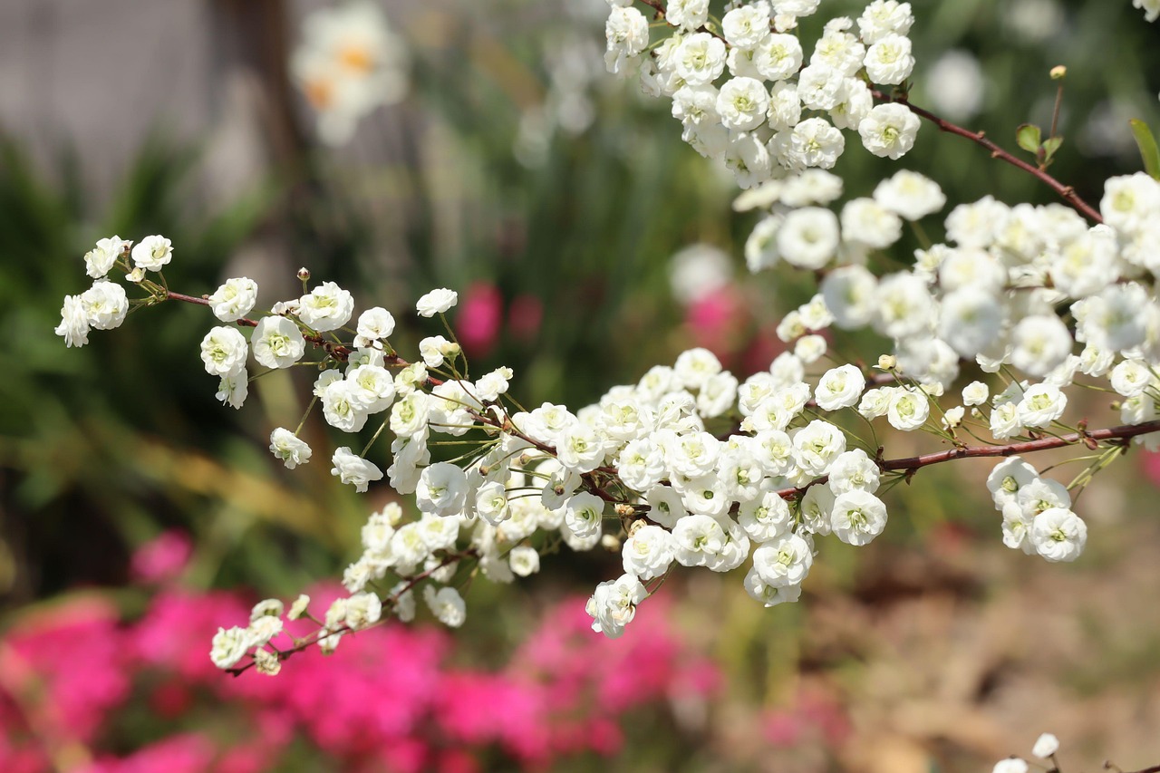 Natural Plant Flowers - Free photo on Pixabay - Pixabay