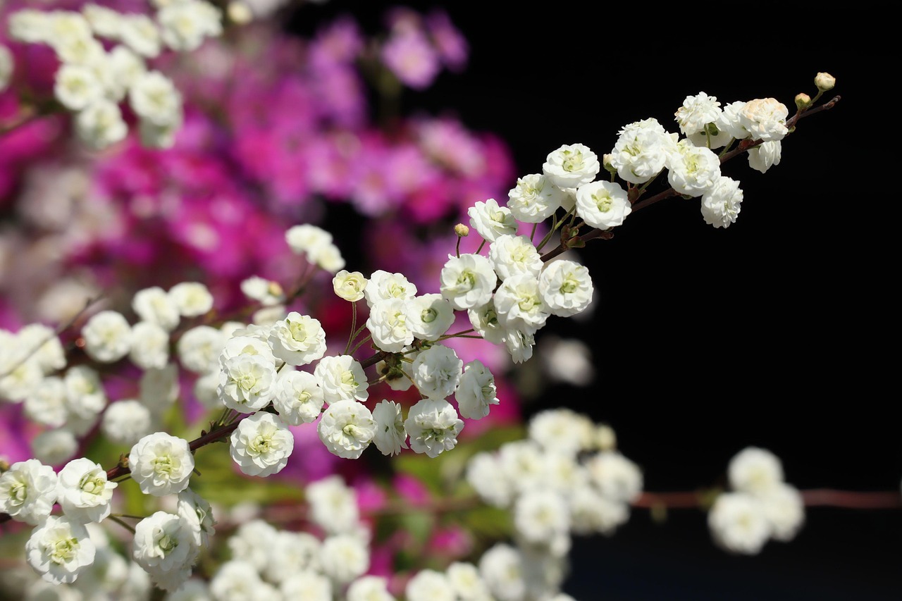 Natural Plant Flowers - Free photo on Pixabay - Pixabay