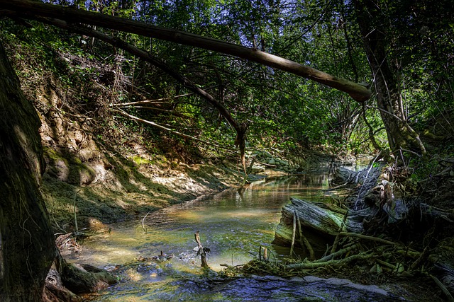 Fluss, Wald, Natur, Das Wasser