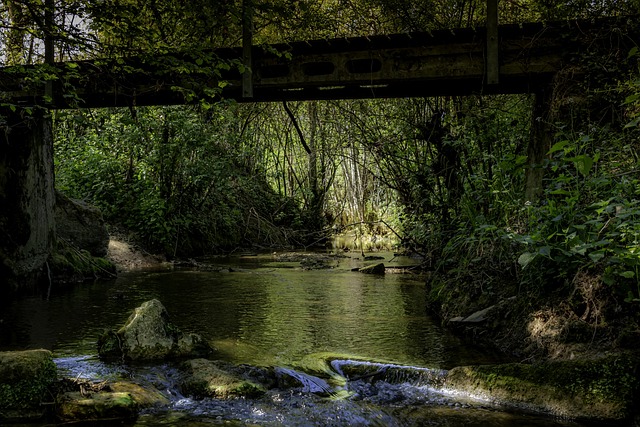 Fluss, Wald, Natur, Das Wasser