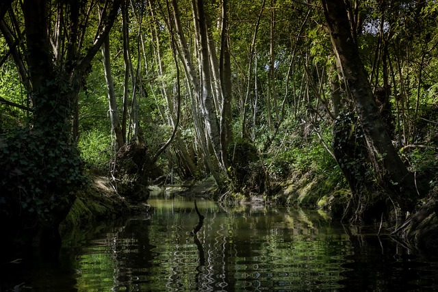 Fluss, Wald, Natur, Das Wasser