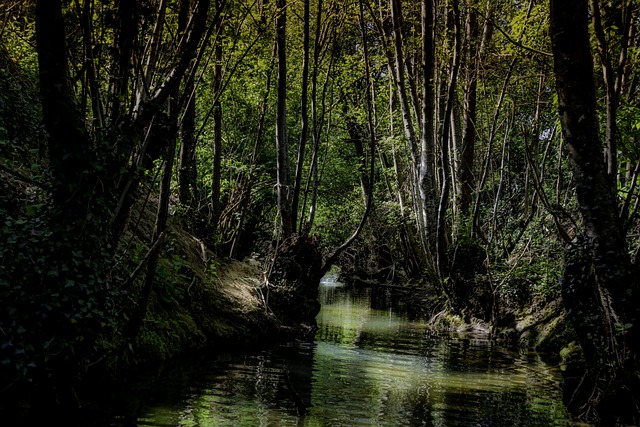 Fluss, Wald, Natur, Das Wasser