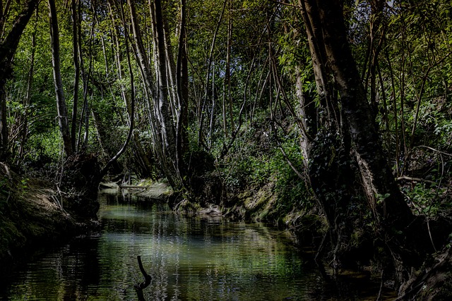 Fluss, Wald, Natur, Das Wasser