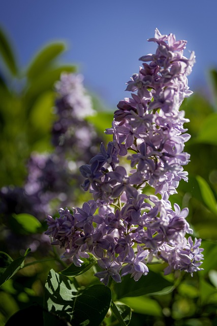 Blumen, Lila, Frühling, Violett, Natur