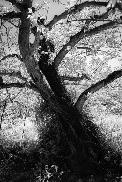 Baum, Natur, Landschaft, Umgebung
