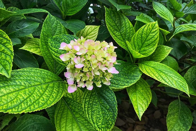 Hortensia, Green, Anlegget, Blomster