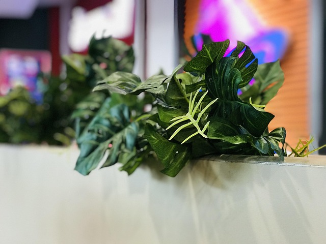 Planta, Decorativo, Verde, Decoração