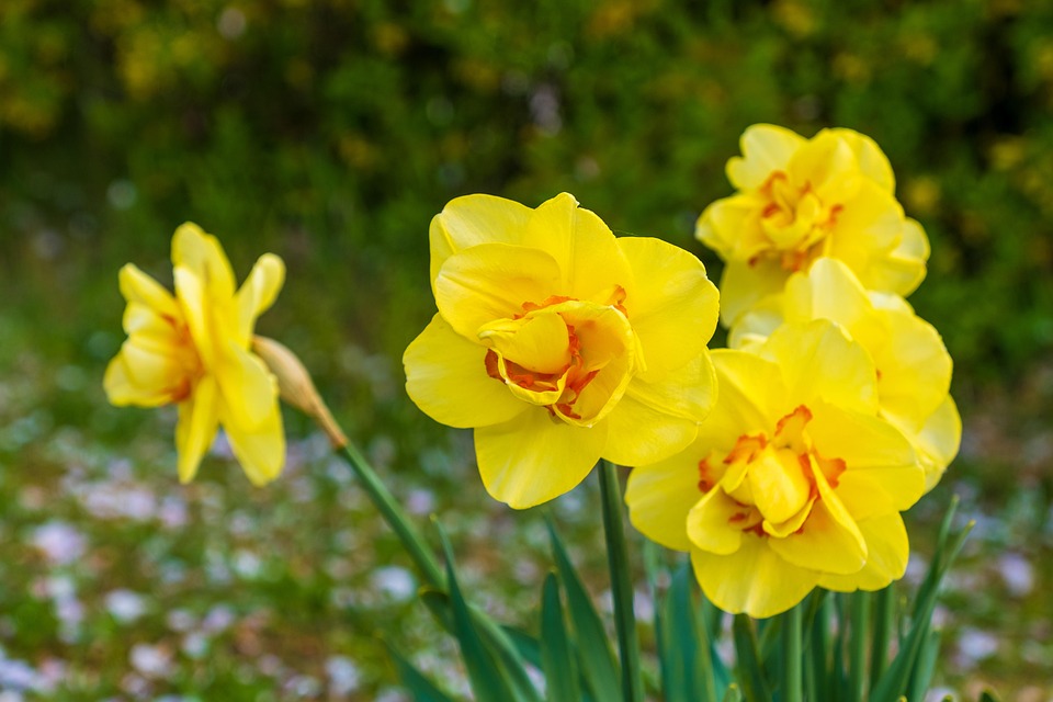 Daffodils Yellow Red Free photo on Pixabay Pixabay