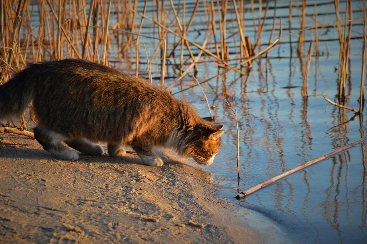 Кошки Вода Фото