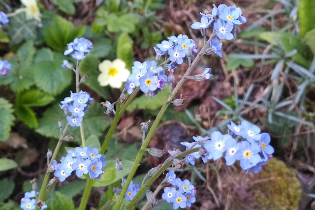 Free Forget-Me-Not Blossom photo and picture