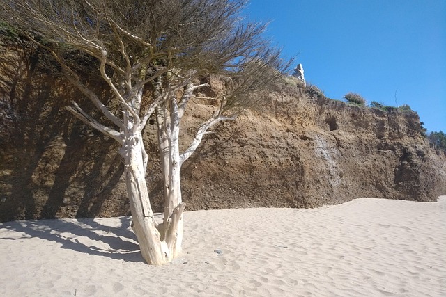 Free Tree Beach photo and picture