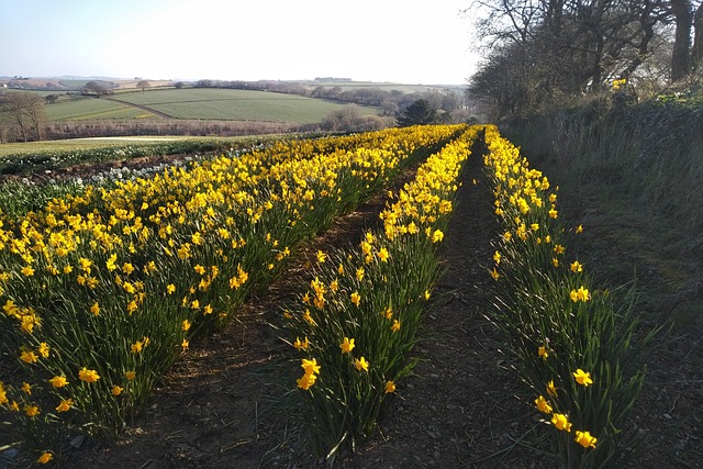 Free Flower Daffodils photo and picture