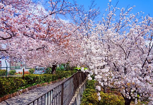 Sakura, Blomst, Osaka, Vår, Blomstre