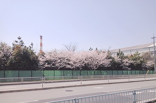 Sakura, Blomst, Osaka, Vår, Blomstre