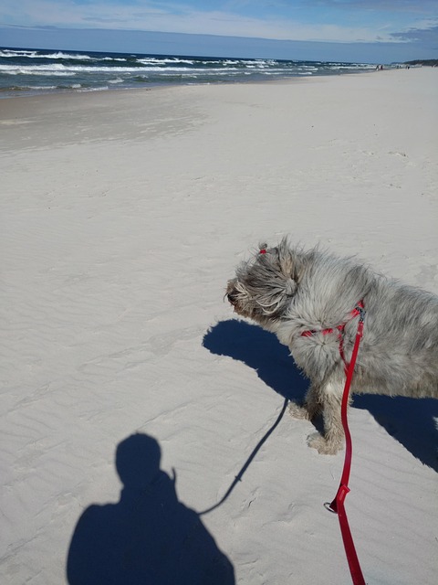 Free Beach Dog photo and picture