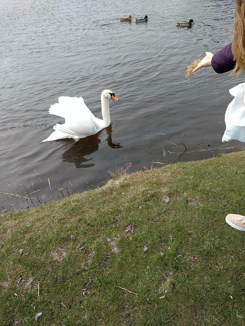 Free Swan Feeds photo and picture