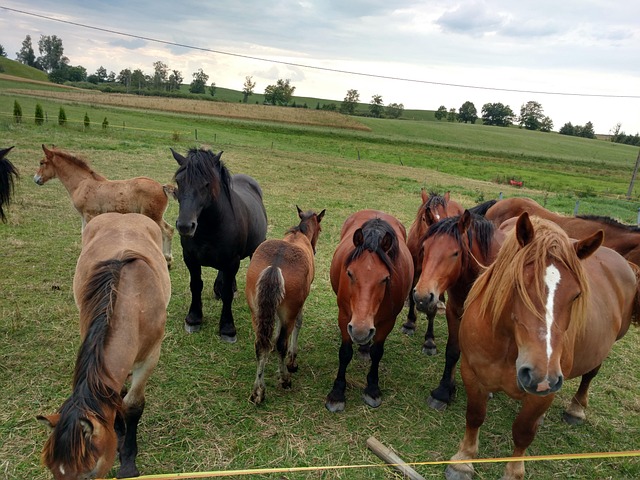Free Horses Meadow photo and picture