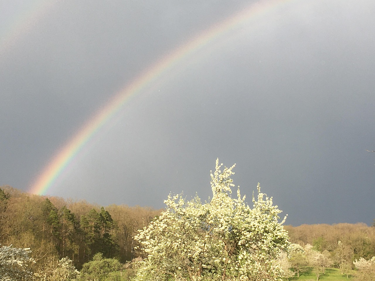 Rainbow Heaven Flowers - Free photo on Pixabay - Pixabay