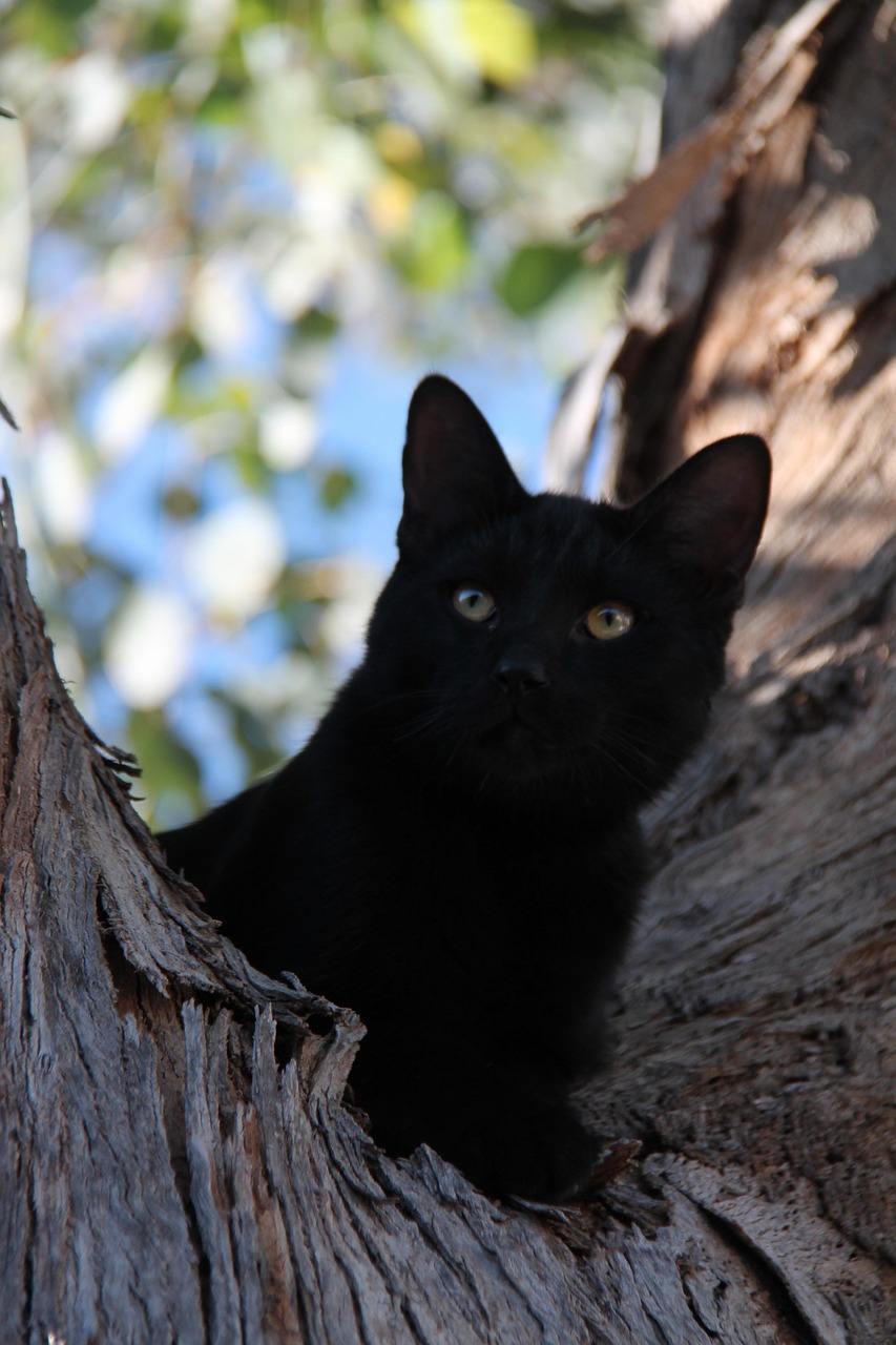 Black Cat Tree Free photo on Pixabay Pixabay