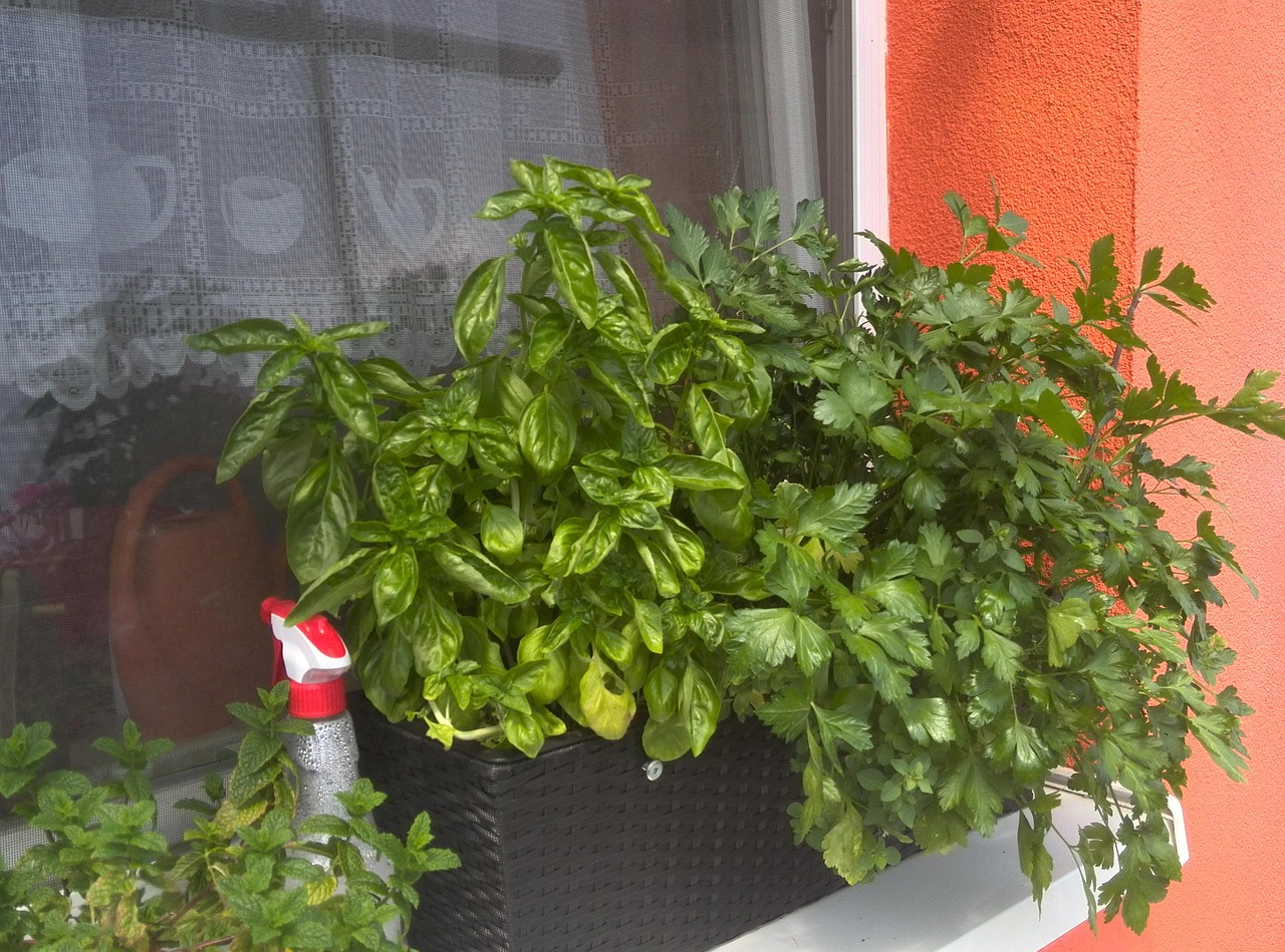 Balcony Herbs Basil Free photo on Pixabay