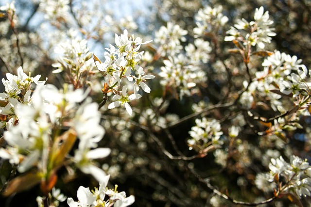 Free Rock Pear Spring photo and picture