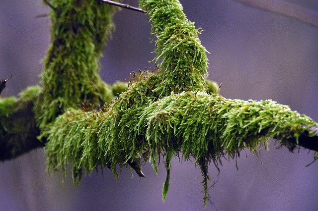 Free Nature Down photo and picture