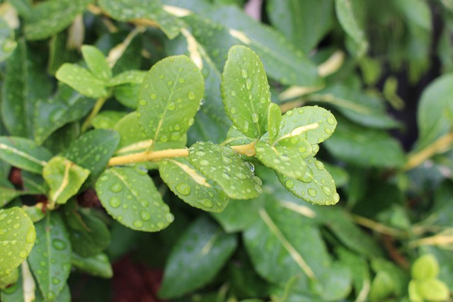 Free Nature Leaves photo and picture