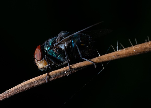 Mouche Insecte Insectes La - Photo gratuite sur Pixabay - Pixabay