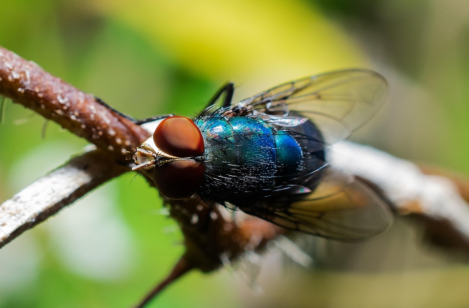 Fliegen Insekt Insekten - Kostenloses Foto auf Pixabay - Pixabay