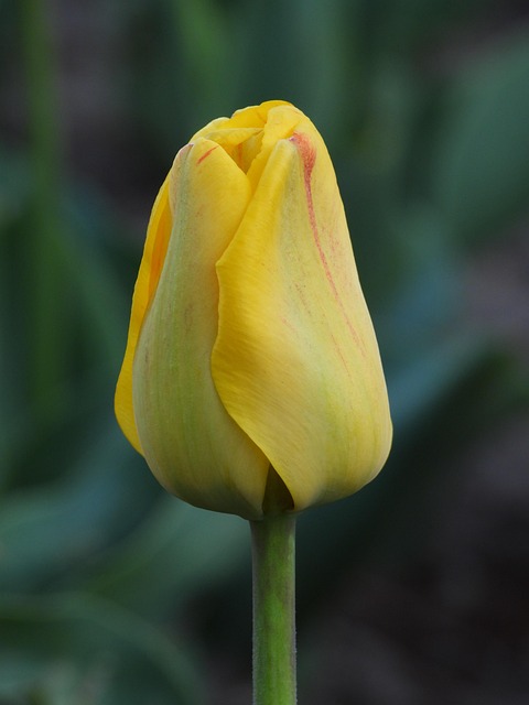 Tulpe, Gelb, Feder, Blume, Pflanze