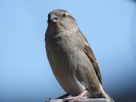 Spatz, Vogel, Garten, Feder, Figur