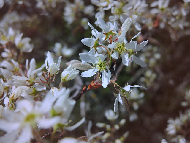 Free Rock Pear Garden photo and picture