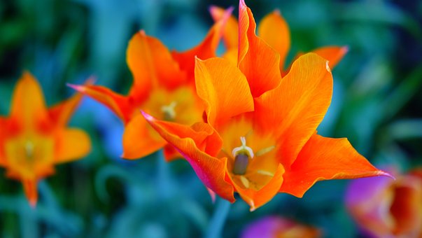 Free Tulips Glowing photo and picture