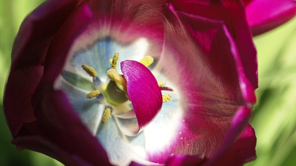 Free Flower Tulip photo and picture
