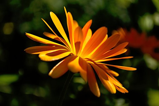 Free Flower Beautiful photo and picture