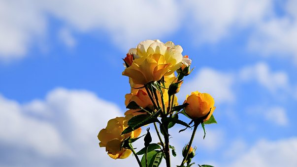 Free Sky Yellow photo and picture