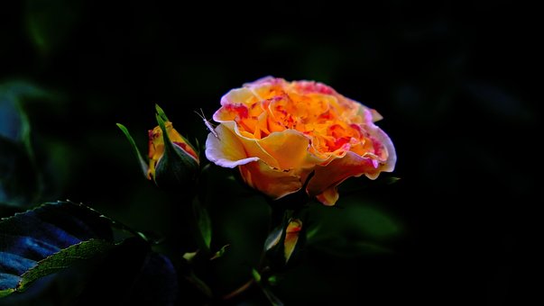Free Rose Dark photo and picture