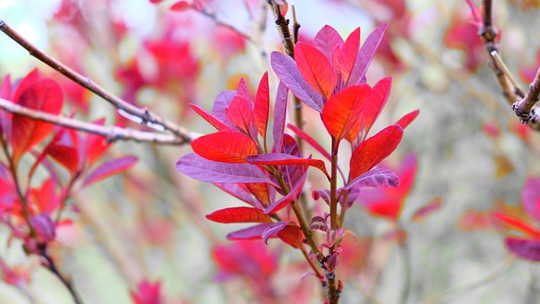 Free Smoke Tree Spring photo and picture