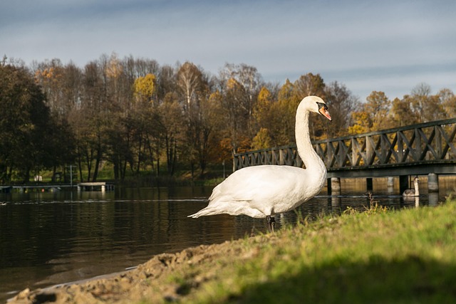 Free Swan Lake photo and picture
