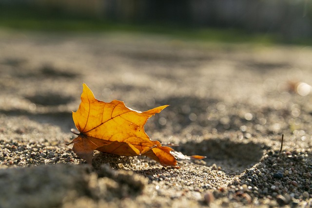 Free Leaf View photo and picture