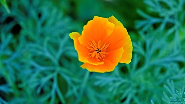 Free Poppy Flower photo and picture
