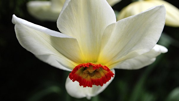 Free Daffodil Flower photo and picture