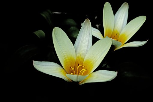 Free Tulips Dark photo and picture